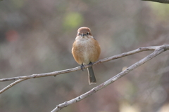 1月28日 明石公園 12