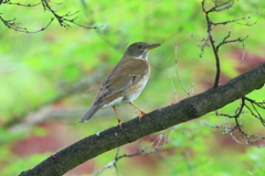 4月16日 大阪城公園 ２