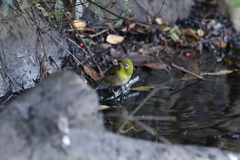 1月10日 明石公園 ５