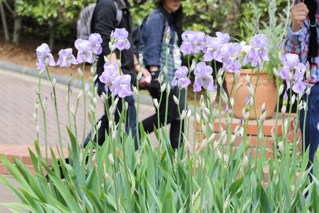 5月4日 布引ハーブ園 8