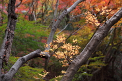 12月7日 布引の滝 13
