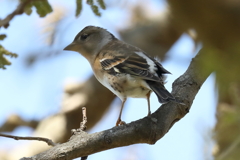 4月11日 明石公園 32