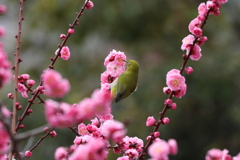 3月5日 岡本公園 27