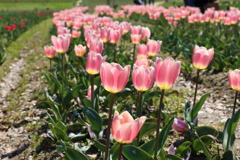 3月19日 万博記念公園 10