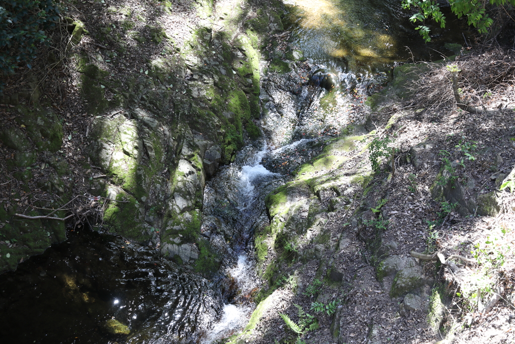 5月5日 布引ハーブ園 50