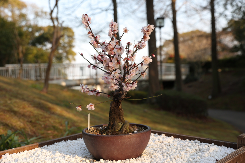 2月20日 須磨離宮公園 63