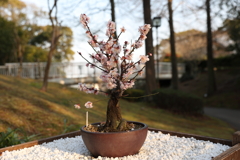 2月20日 須磨離宮公園 63