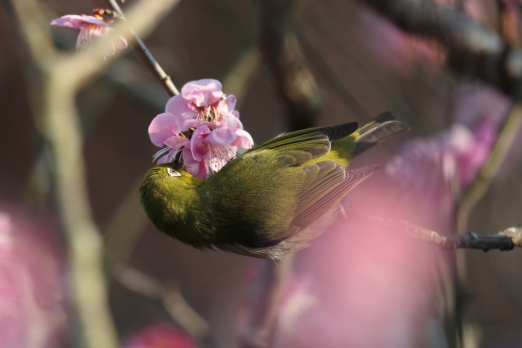 2月20日 須磨離宮公園 55