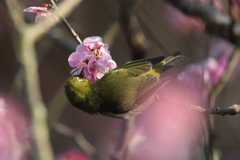 2月20日 須磨離宮公園 55