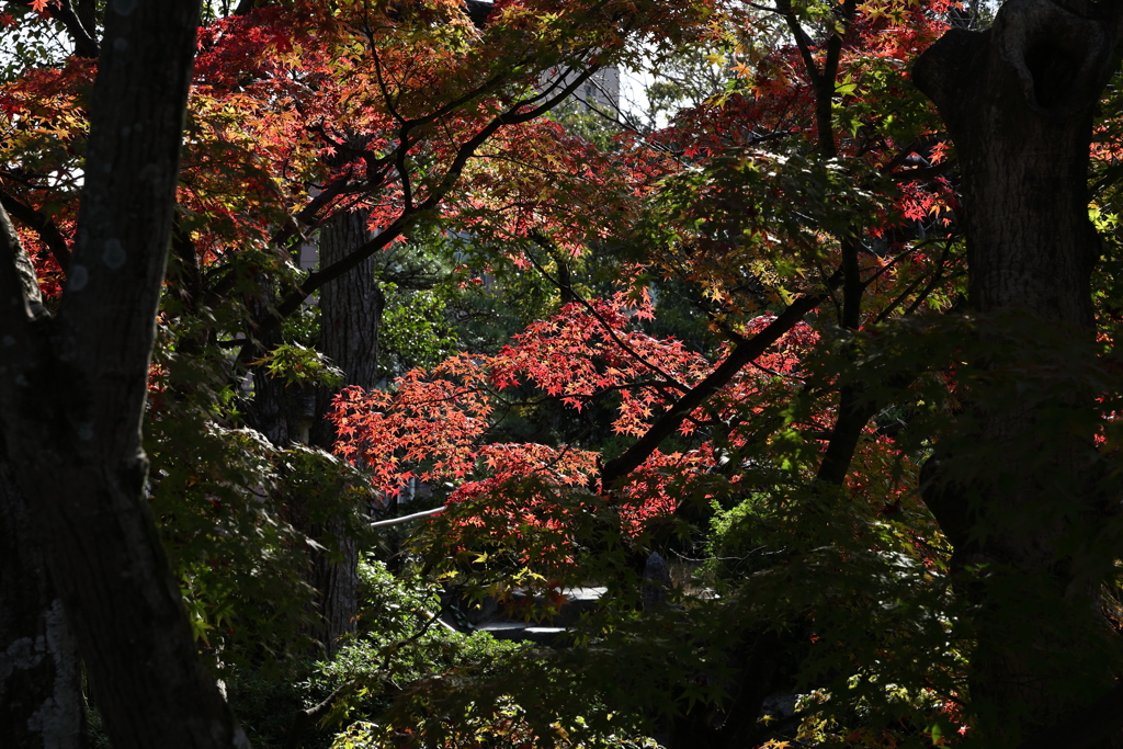 11月28日 相楽園 ８