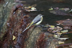 10月23日 夙川河川敷公園 ７