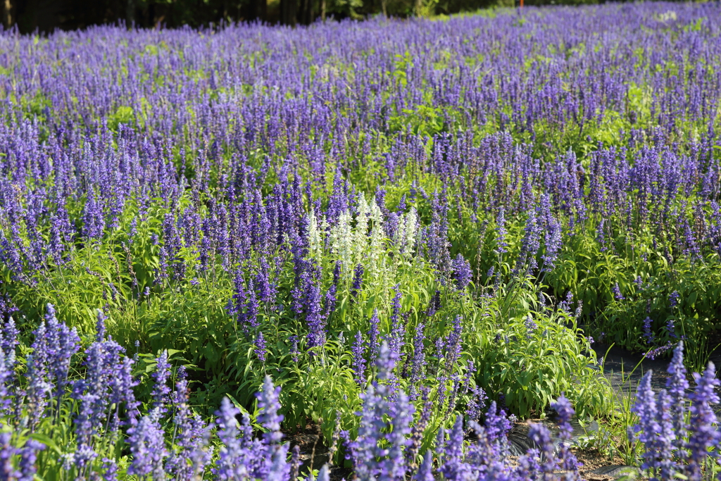 8月10日 松本 45