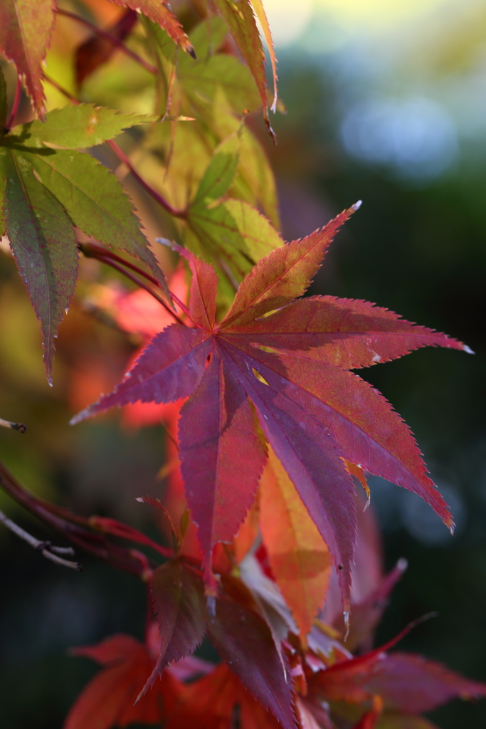 11月24日 相楽園 34