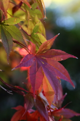 11月24日 相楽園 34