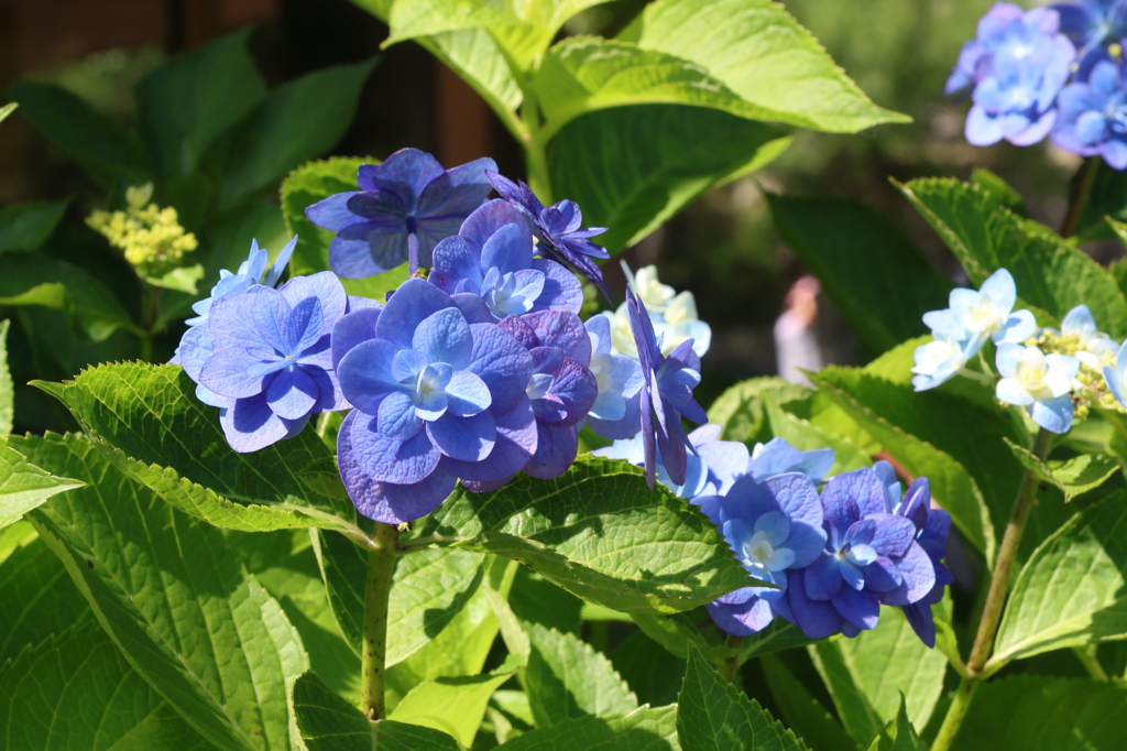 6月4日 明石公園 ２