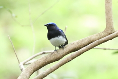 4月30日 明石公園 14