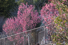 2月13日 岡本梅林公園 39