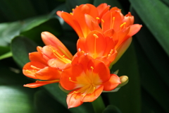 3月20日 布引ハーブ園 50