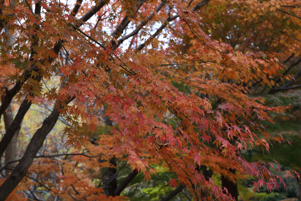 12月7日 布引ハーブ園 14
