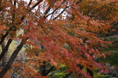 12月7日 布引ハーブ園 14