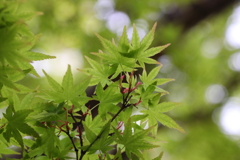 4月3日 岡本南公園 14