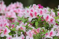 5月5日 明石公園 ４