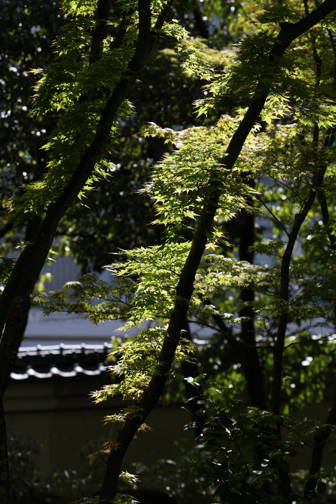 5月23日 相楽園 33