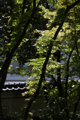 5月23日 相楽園 33