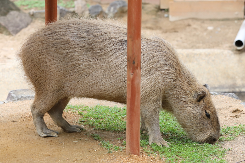 6月16日 王子動物園 ９