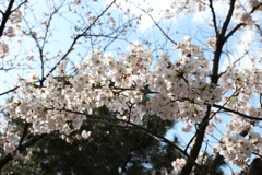 4月2日 夙川 ７