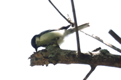 5月30日 明石公園 ２