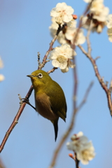 2月20日 須磨離宮公園 50
