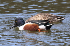 2月4日 明石公園 30