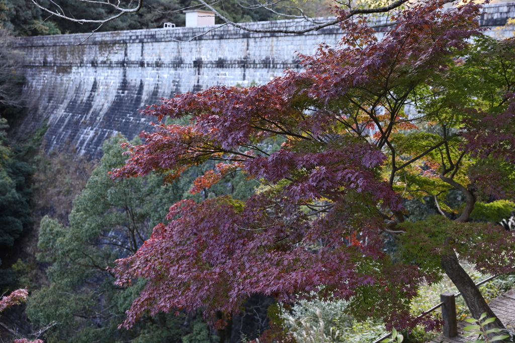 11月14日 布引の滝 ６