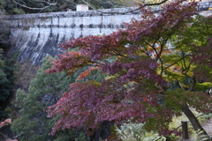 11月14日 布引の滝 ６
