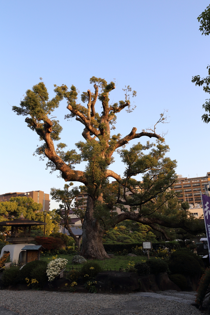 11月16日 相楽園 50