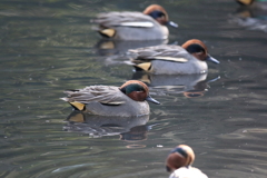 12月25日 明石公園 ７