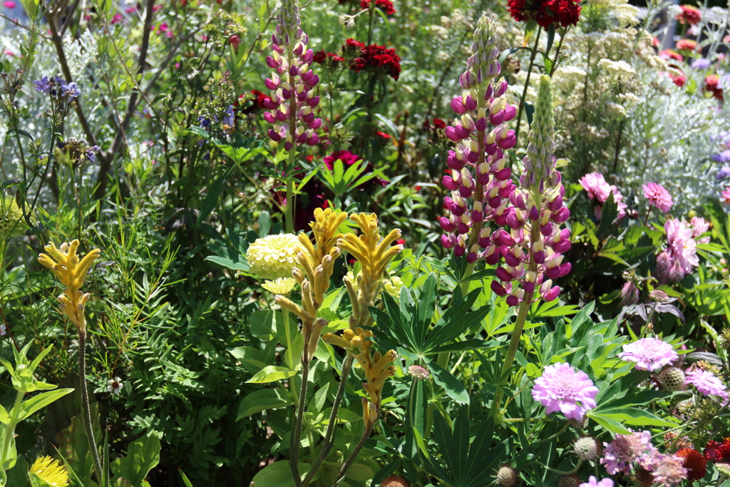 6月9日 布引ハーブ園 ３