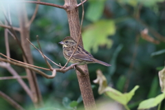 12月4日 明石公園 ９