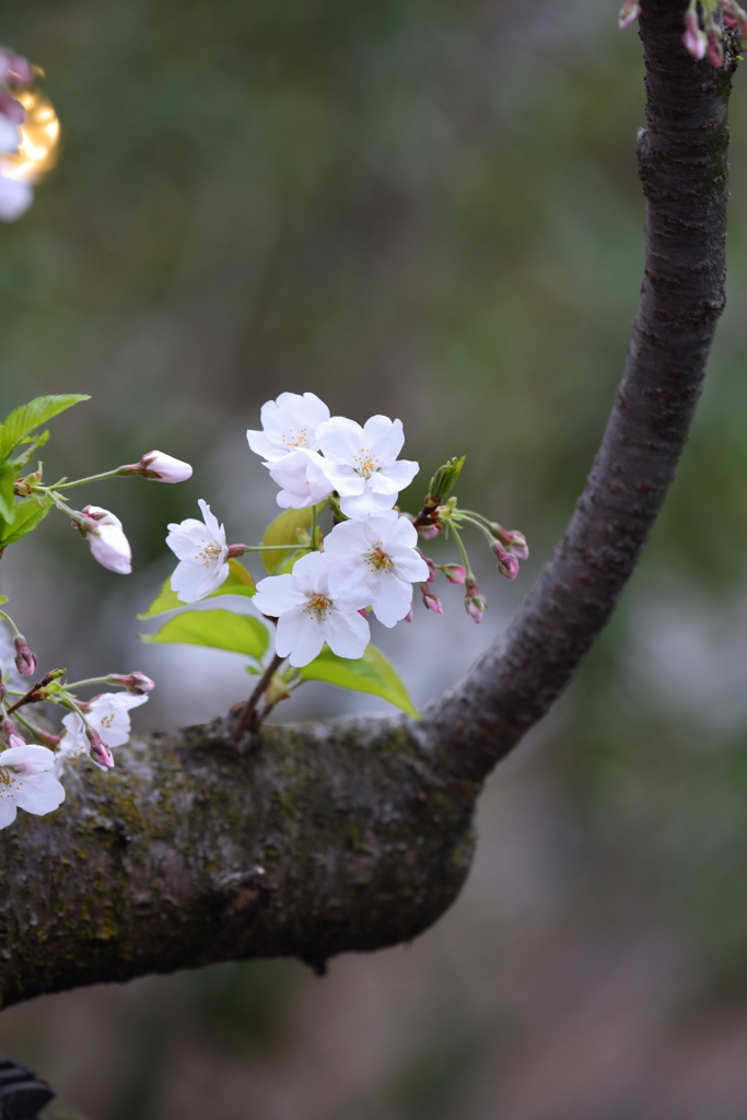 4月7日 夙川 ７