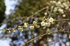 2月23日 岡本公園 11