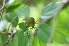 9月18日 明石公園 ７