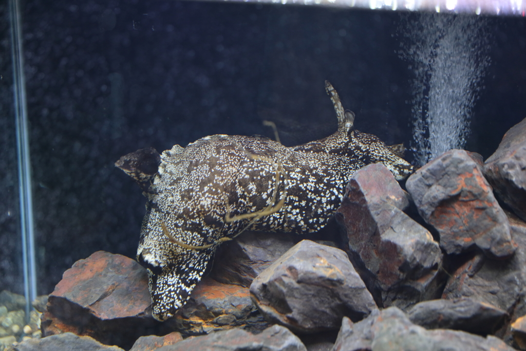 6月11日 須磨海浜水族園 ５