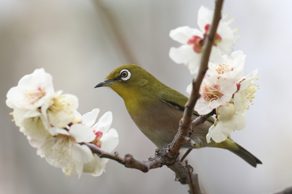 2月18日 大阪城公園 11