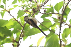 5月5日 明石公園 ６