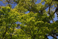 5月23日 相楽園 35