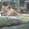 6月16日 王子動物園 45