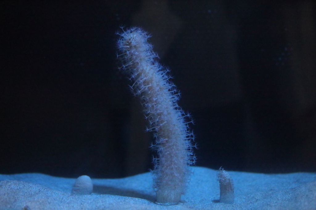 6月11日 須磨海浜水族園 30