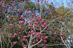 3月19日 万博記念公園 27
