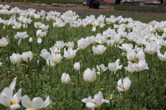 4月18日 万博記念公園 19
